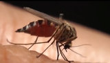 Sobe para 154 o número de mortes por dengue no estado de São Paulo 